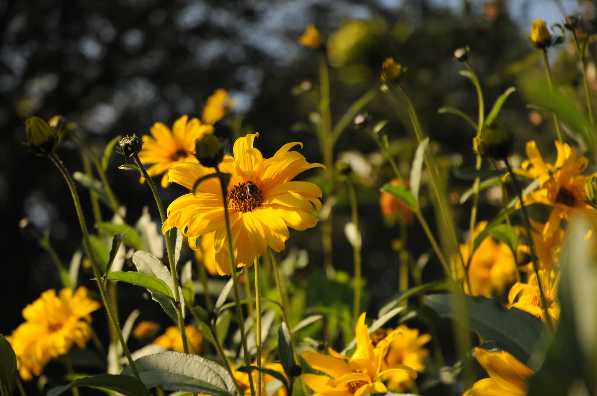Yellow (approx. 3 km)