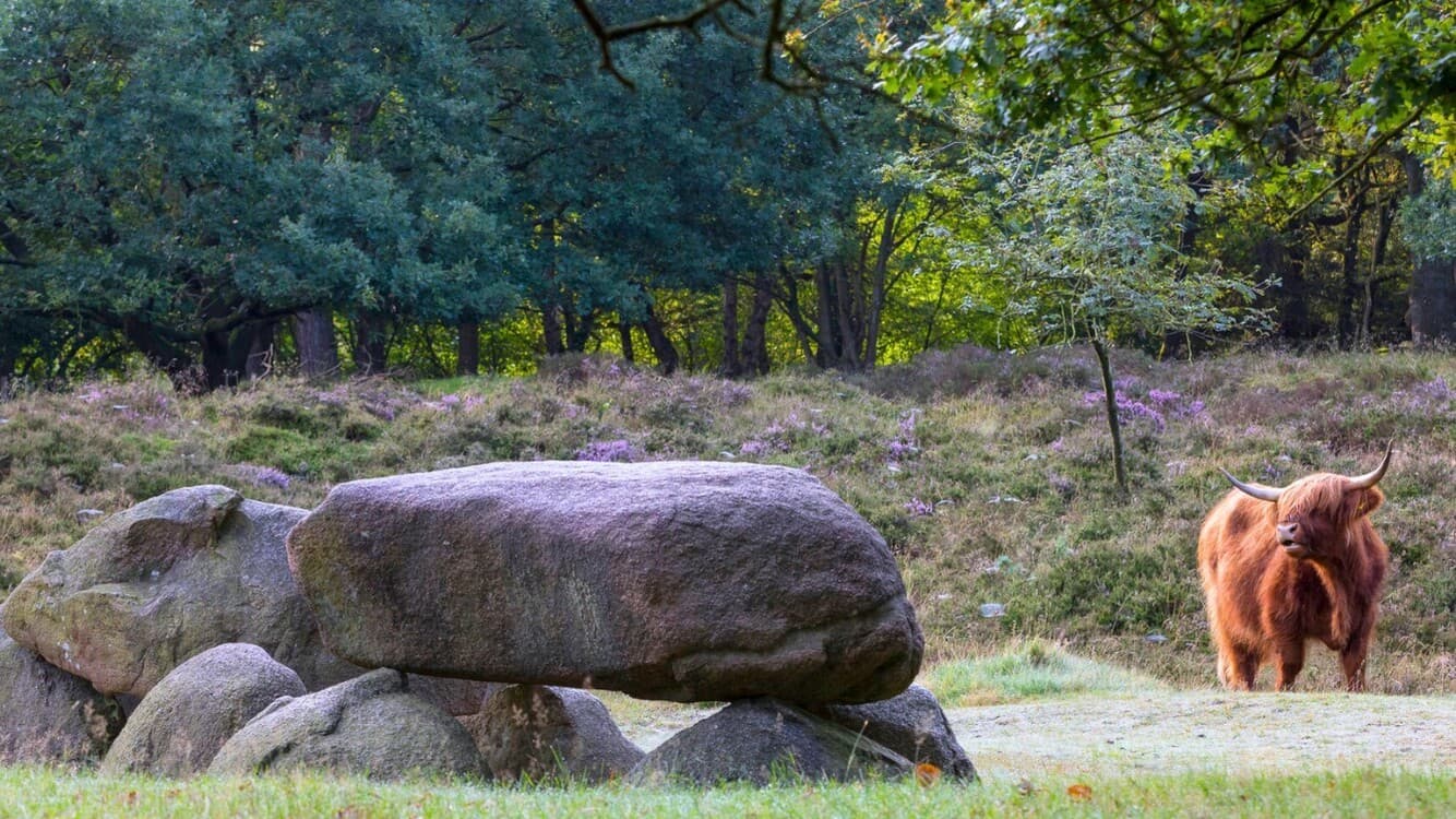 Bos Kuiertocht bij Westerbergen