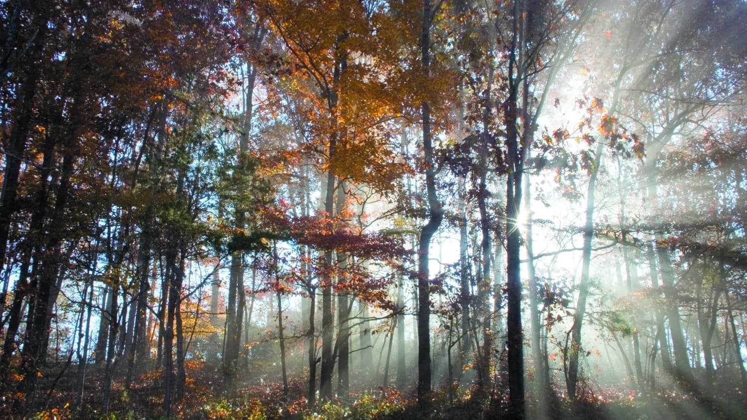 Header afbeelding