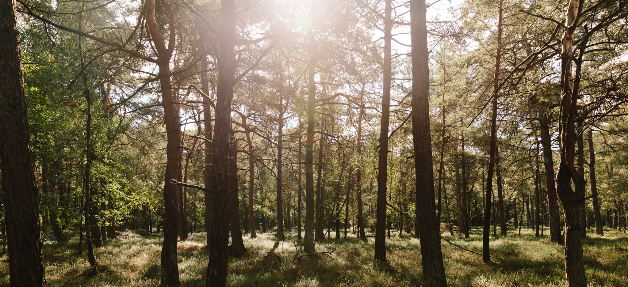 Header afbeelding