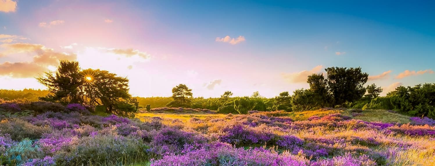 Wat een mooi plaatje, de paarse heide op Westerbergen en een heerlijke najaarszon