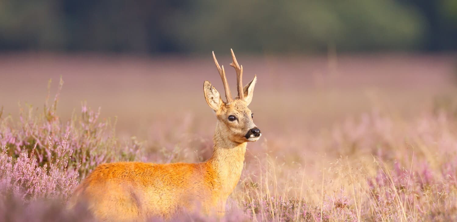 Hert op de heide bij Westerbergen
