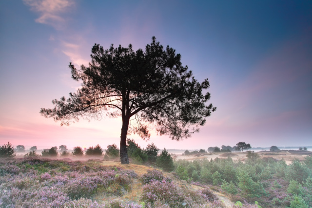 Blotevoetenpad Drents-Friese Wold