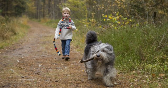 Losloopgebieden voor honden