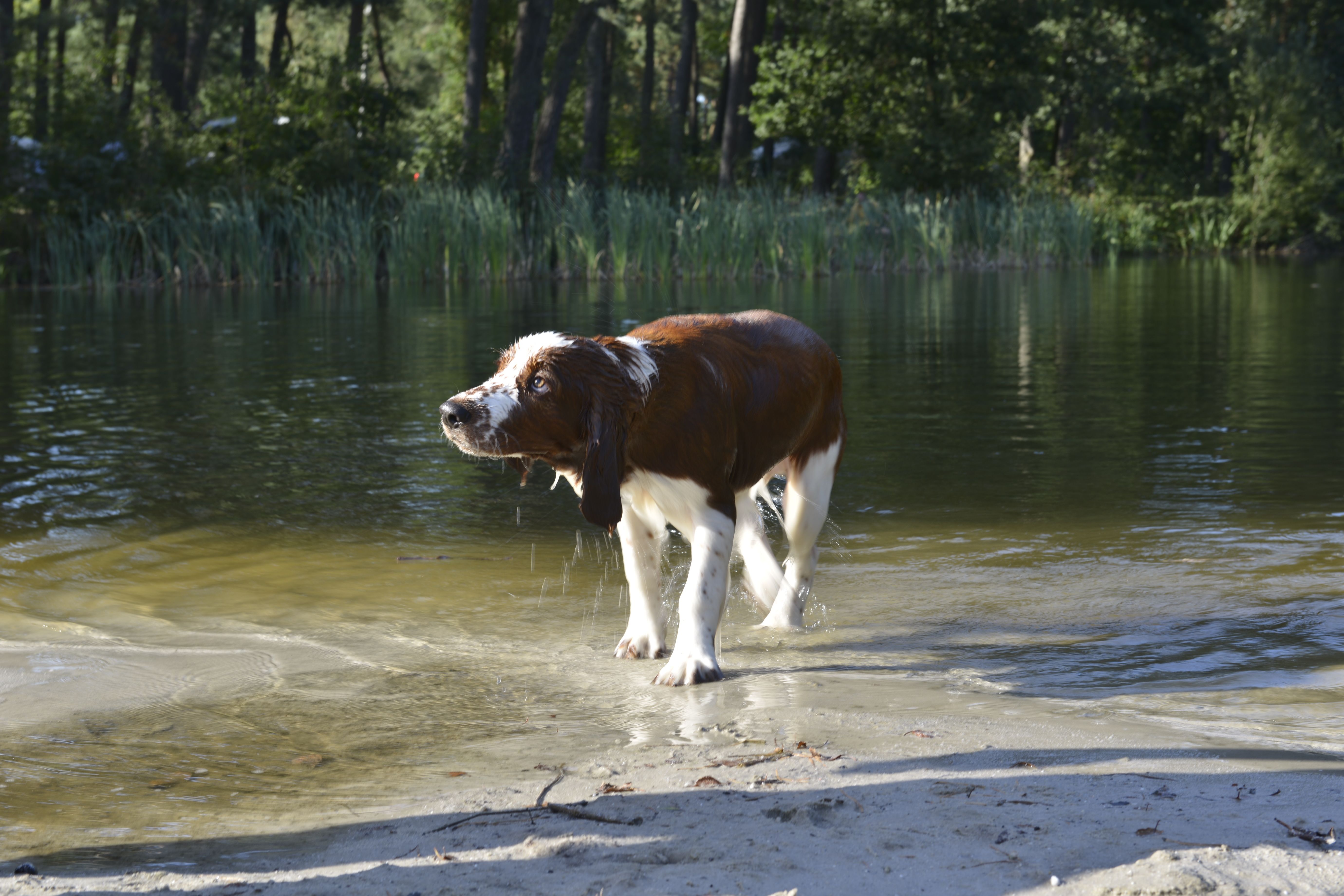 Zwemwater voor honden